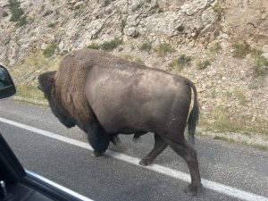 A bison walking along a highway in a dry, rocky climate